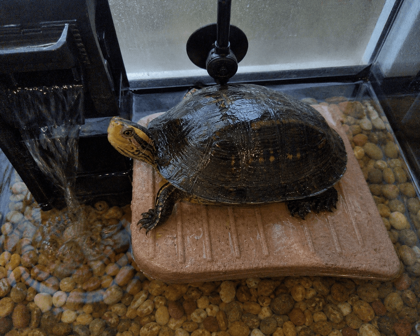 tempo really said 'lemme just chill here, confirm shiok sia' 😂🐢