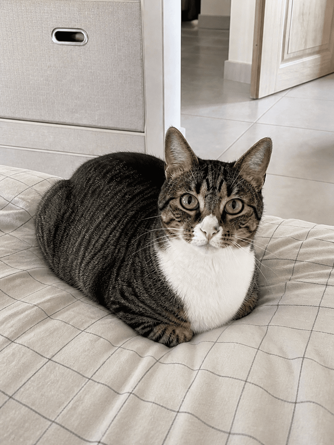 anjir gemes banget kopi nge-loaf gini di kasur gue 😭😭 lucu banget dah kucing s