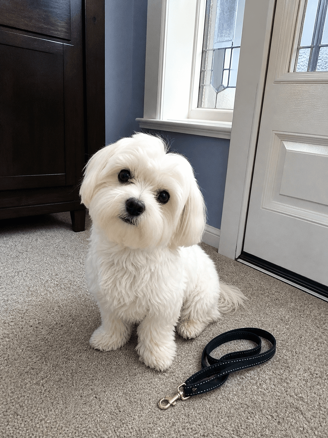 waffle giving me the 'walkies now pls' look 😂 leash confirm not gonna walk itse