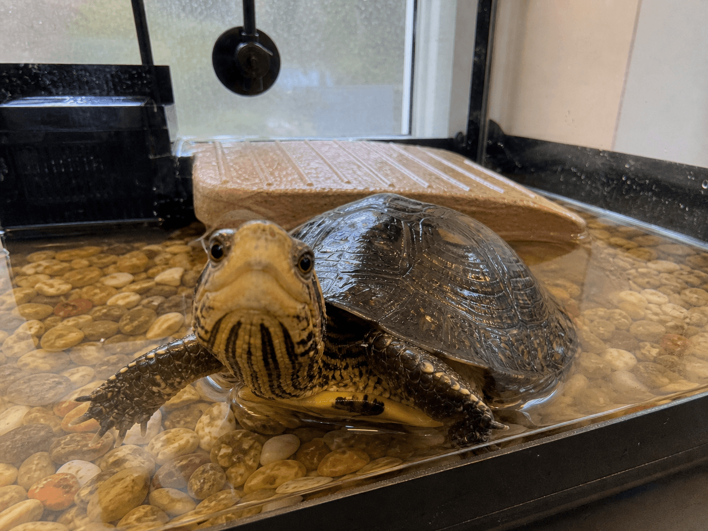 look at my handsome boi tempo tryna break out sia 😭🐢