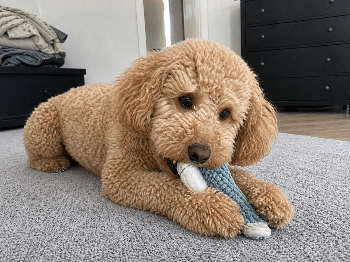 bento always on his chew toy grind fr 💯 he just kennot stop ahahah