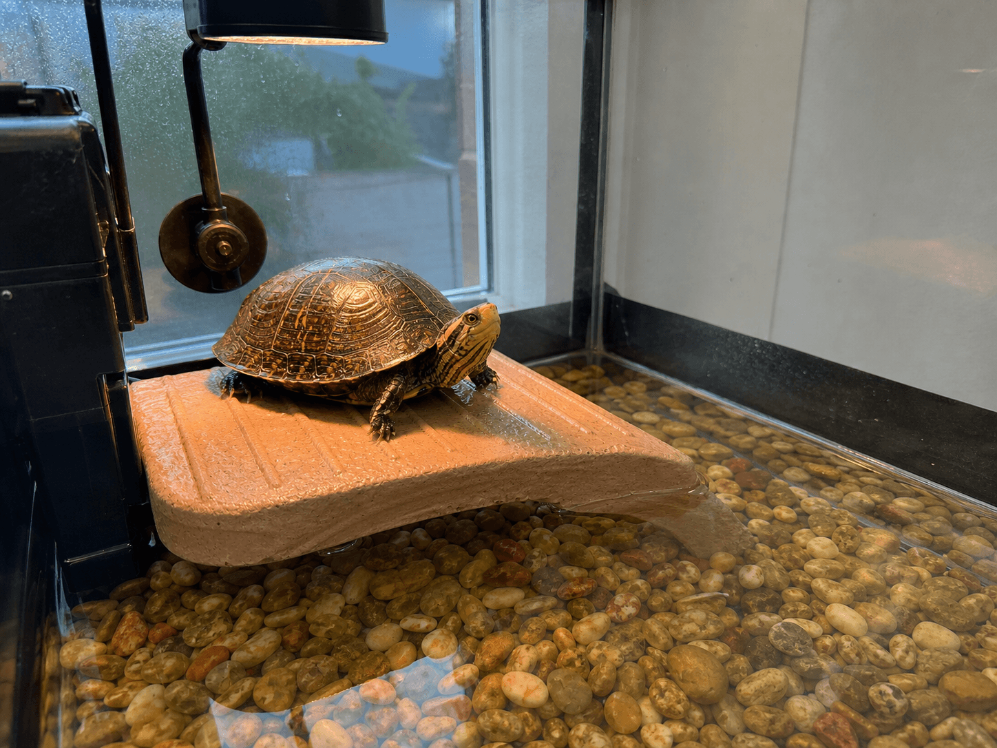 tempo doing his basking thing, confirm shiok under the lamp lah! ☀️🐢