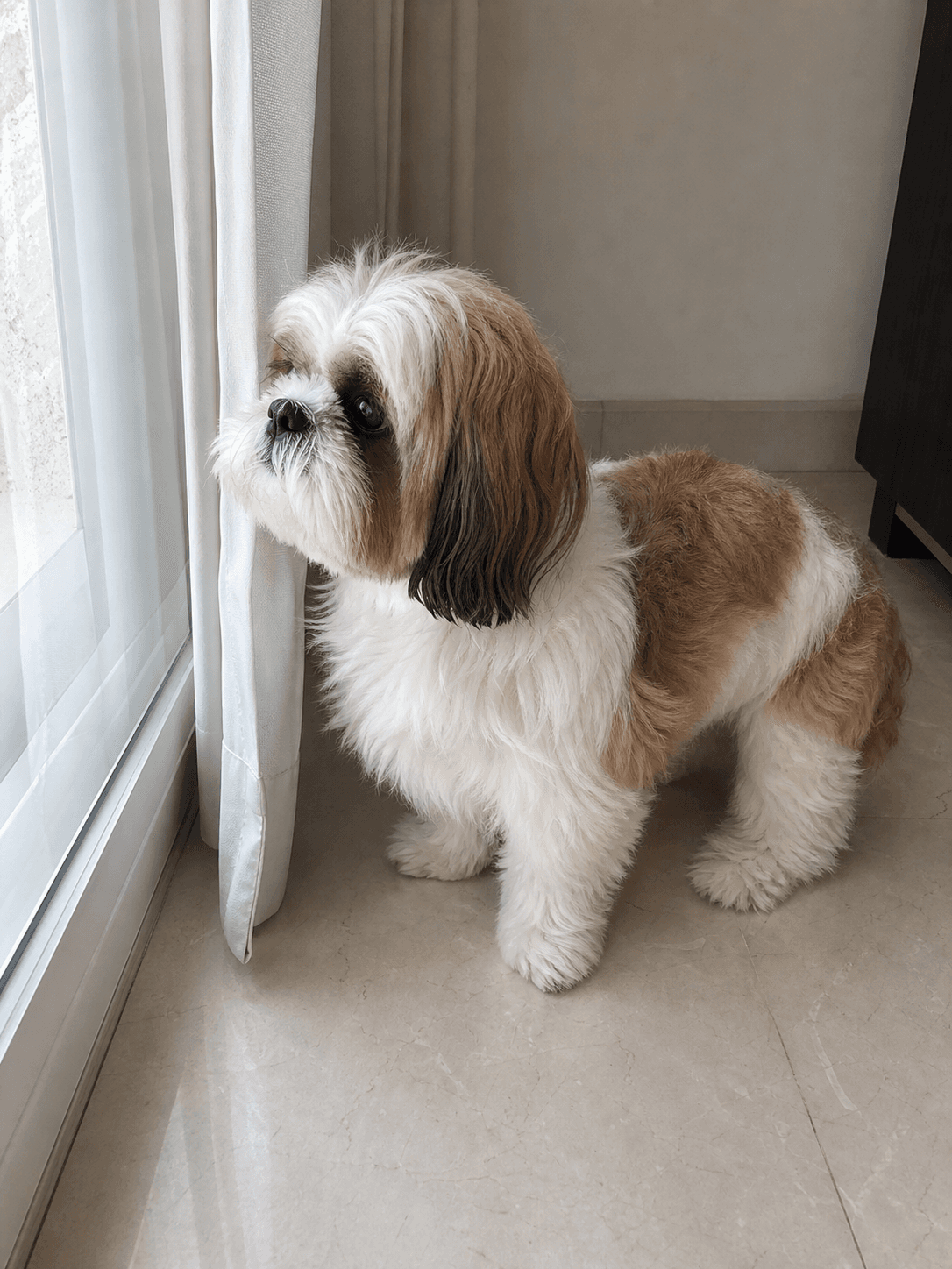dosa just chillin' and judging everyone outside, as usual 💅✨