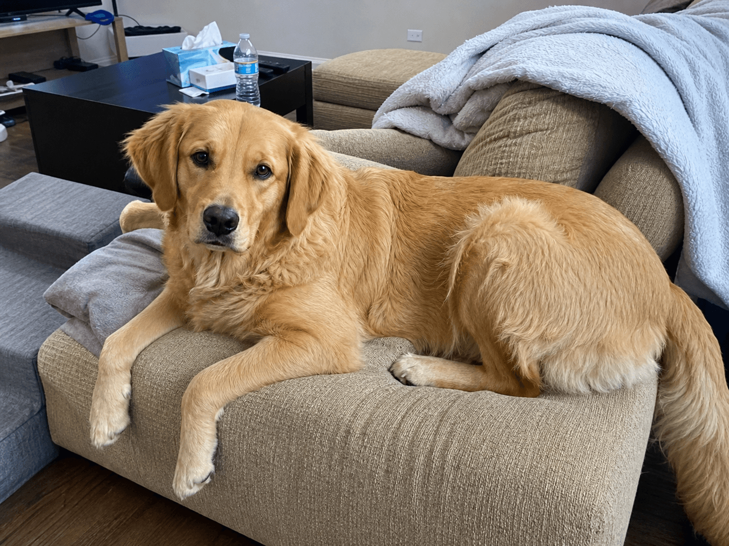 milo really owning the sofa, confirm he thinks he pays rent sia 💅