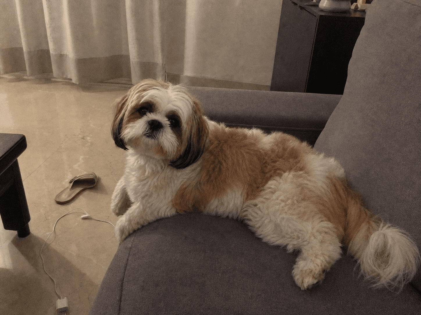dosa thinks she owns the sofa, confirm plus chop lah. always hogging the best sp