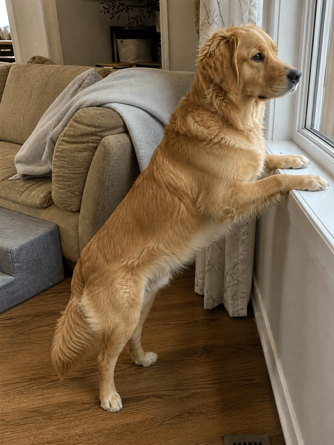 milo doing his daily neighbourhood watch duties 🤓 gotta protect the hoomans fro