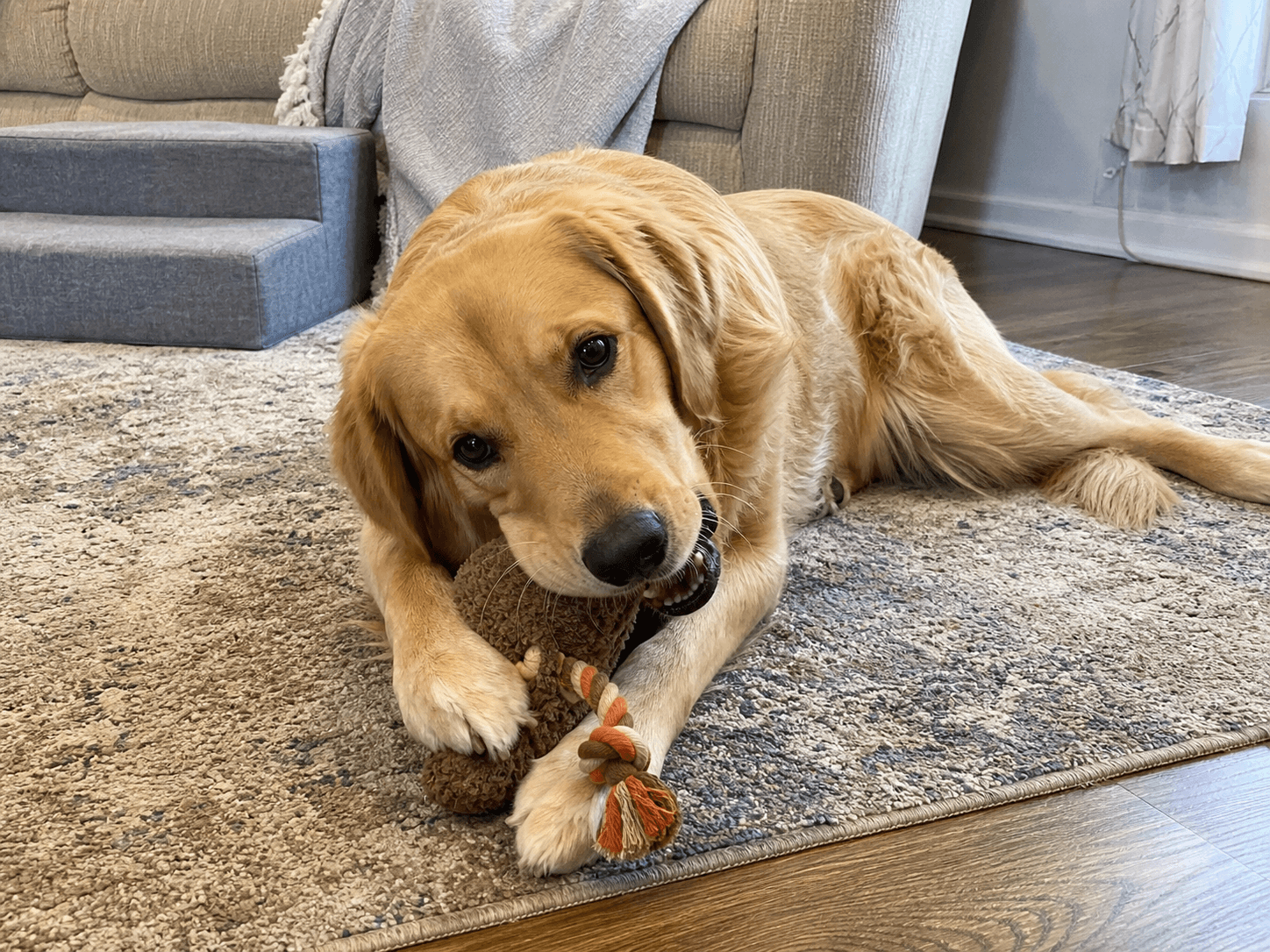 milo's living his best life lah, confirm confirm chewing that toy like it's the 