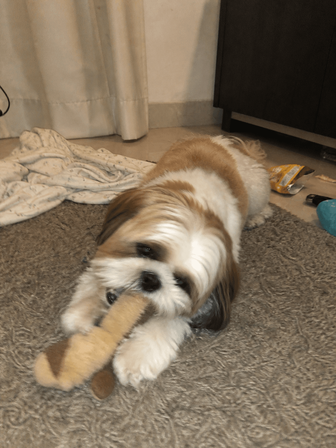 dosa giving her toy what-for on the rug 🤣🤣 she confirm thinking this the best 