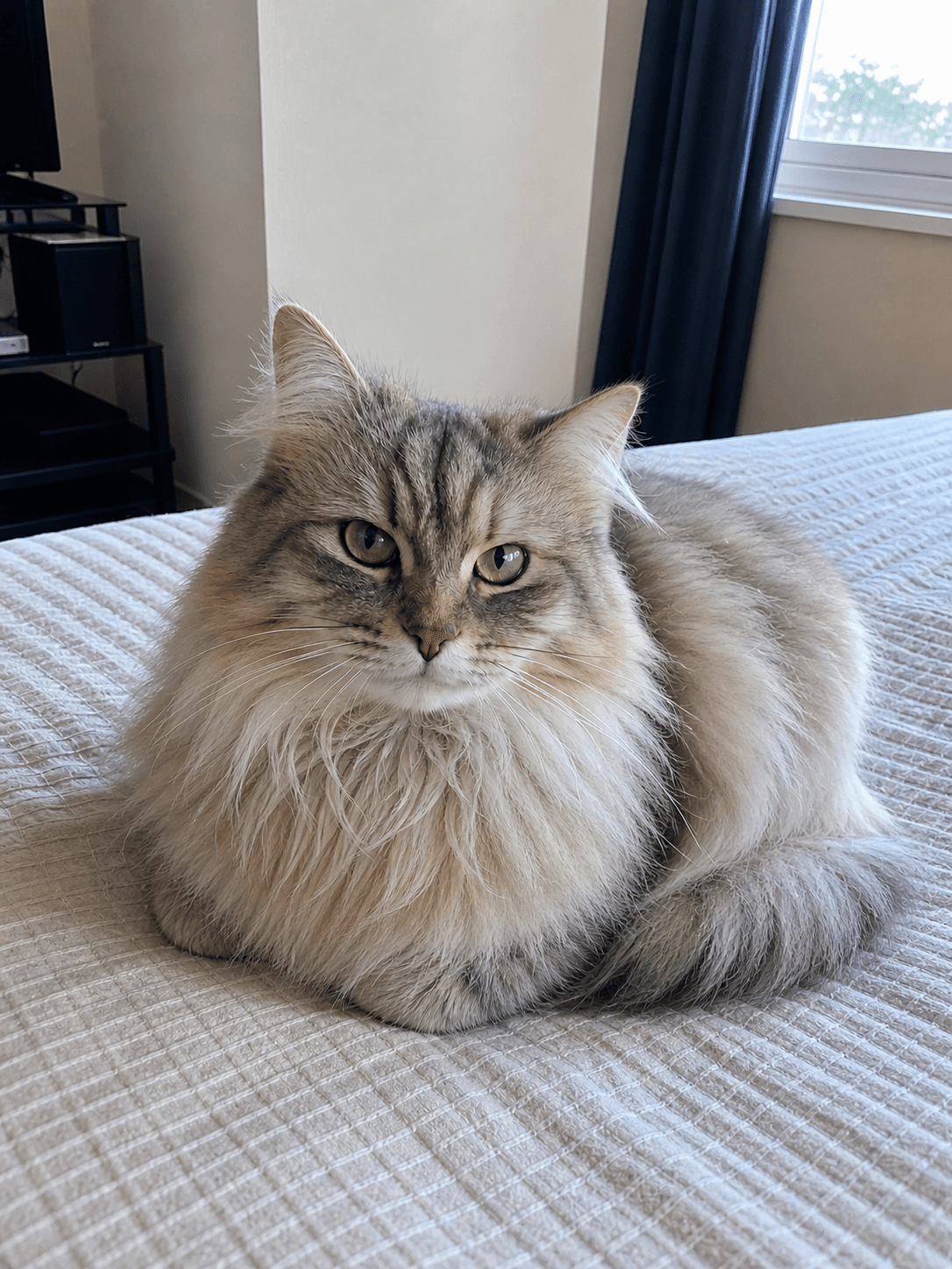 gula really said i'm a ✨ q u e e n ✨, confirm this is her bed now lol