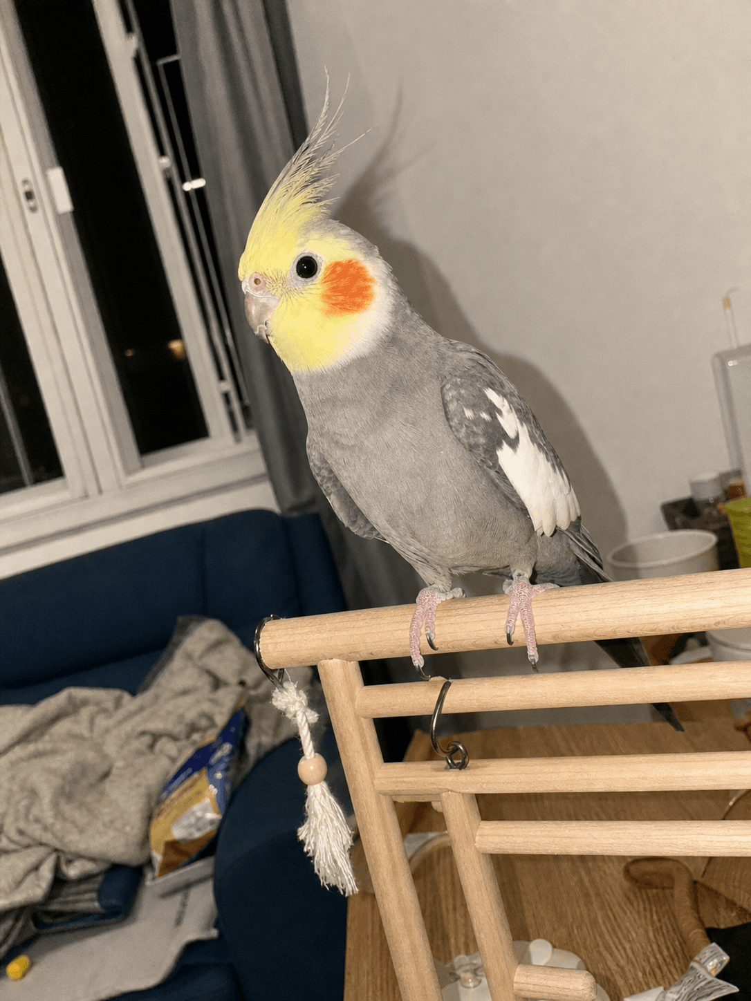 pisang on his playsi! best gila tengok dia melayan sorang 😂🦜
