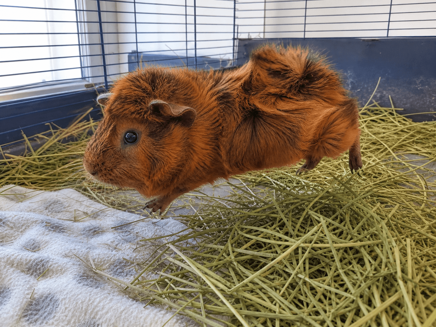 tofu living his best life lah! look at him popcorning after a fresh hay pile, so
