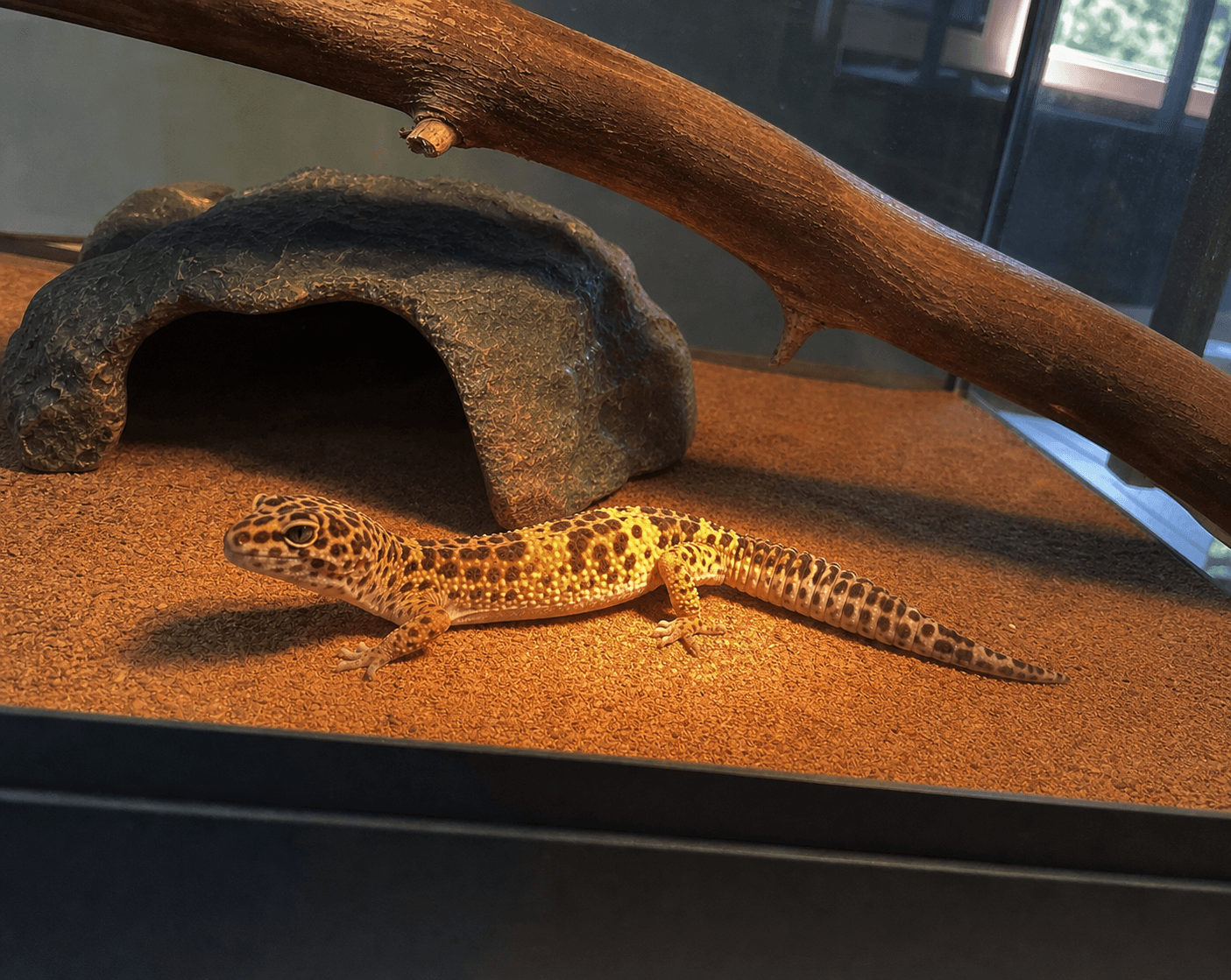 anjir bumi lucu banget lagi basking gini 😭 gemes gak nahan!