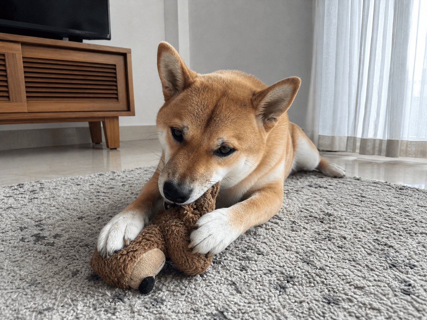 anjir bima gemes banget lagi ngunyah mainan di karpet, gak nahan lucu bgt 😂