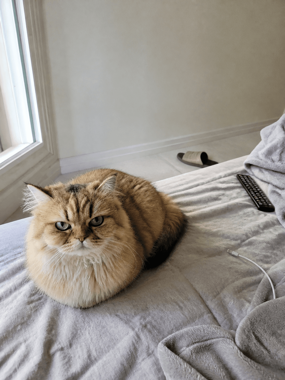 anjir gemes banget sih susu udah kaya roti sobek di kasur 😭😭 gak nahan lucu ba