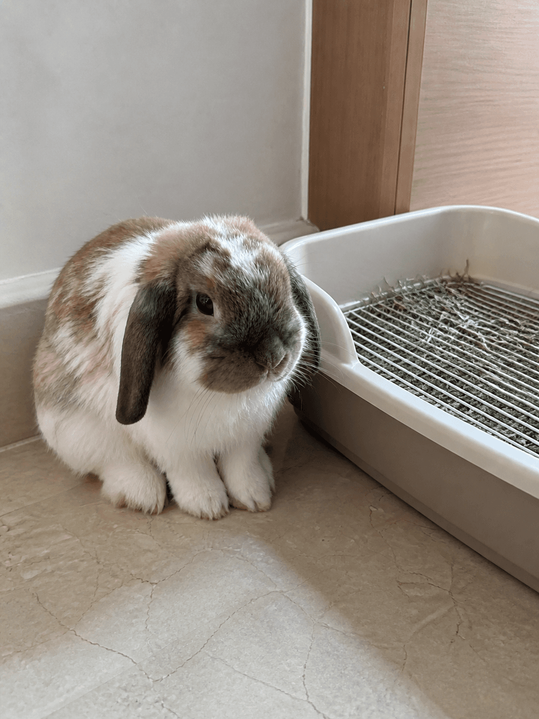anjir gemes bgt liat klepon abis pup bersih2. paling rapih sedunia kelinci! 🐰💖