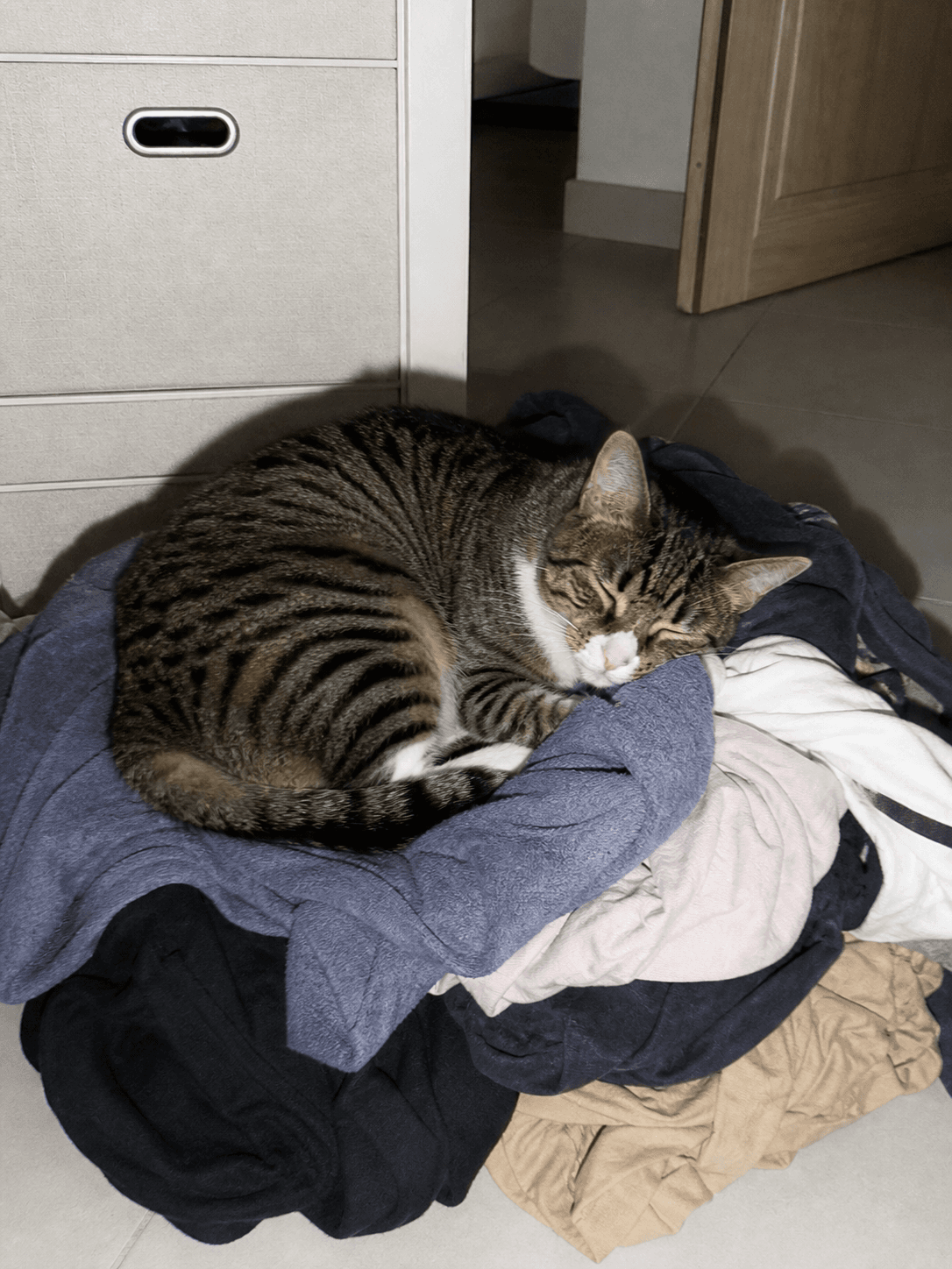 anjir kopi lucu bgt napping di laundry anget. gak nahan gemesnya! 🥺🤣