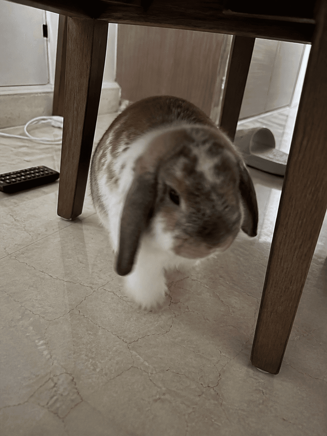 anjir gemes bgt klepon ngumpet di kolong bangkuuuu 😭😭😭 lucu banget gak nahan!