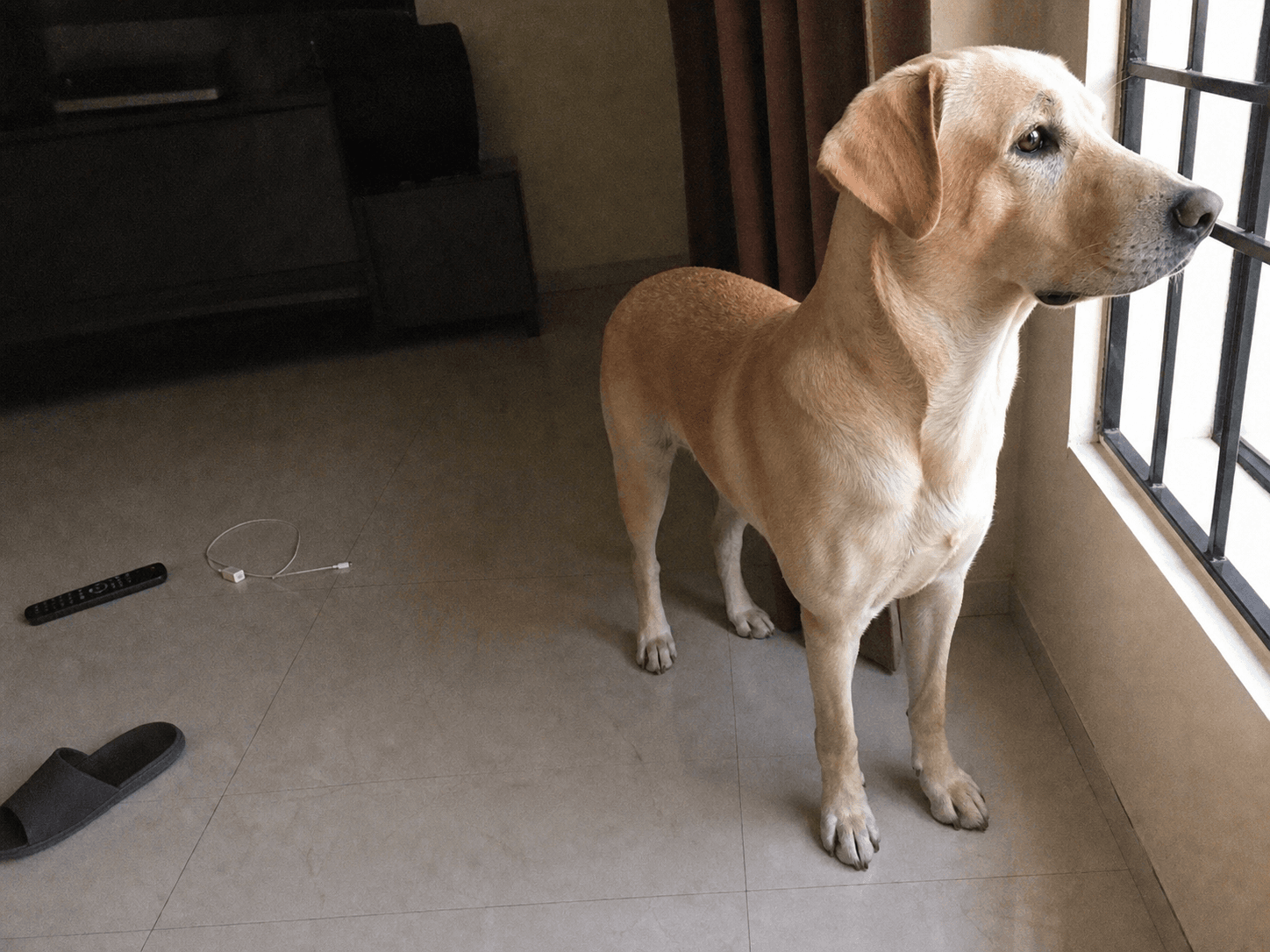 muruku deep in thought, probably debating if he should bark at the next jogger o