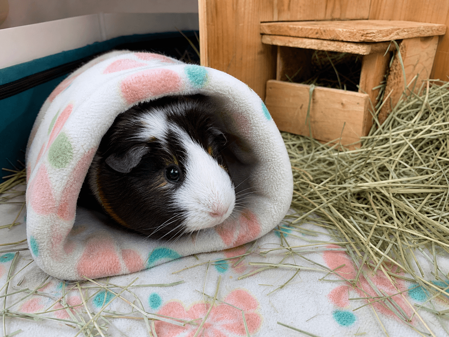 Putu peeking from his tunnel like 'you got snacks, or what?' confirm this one on