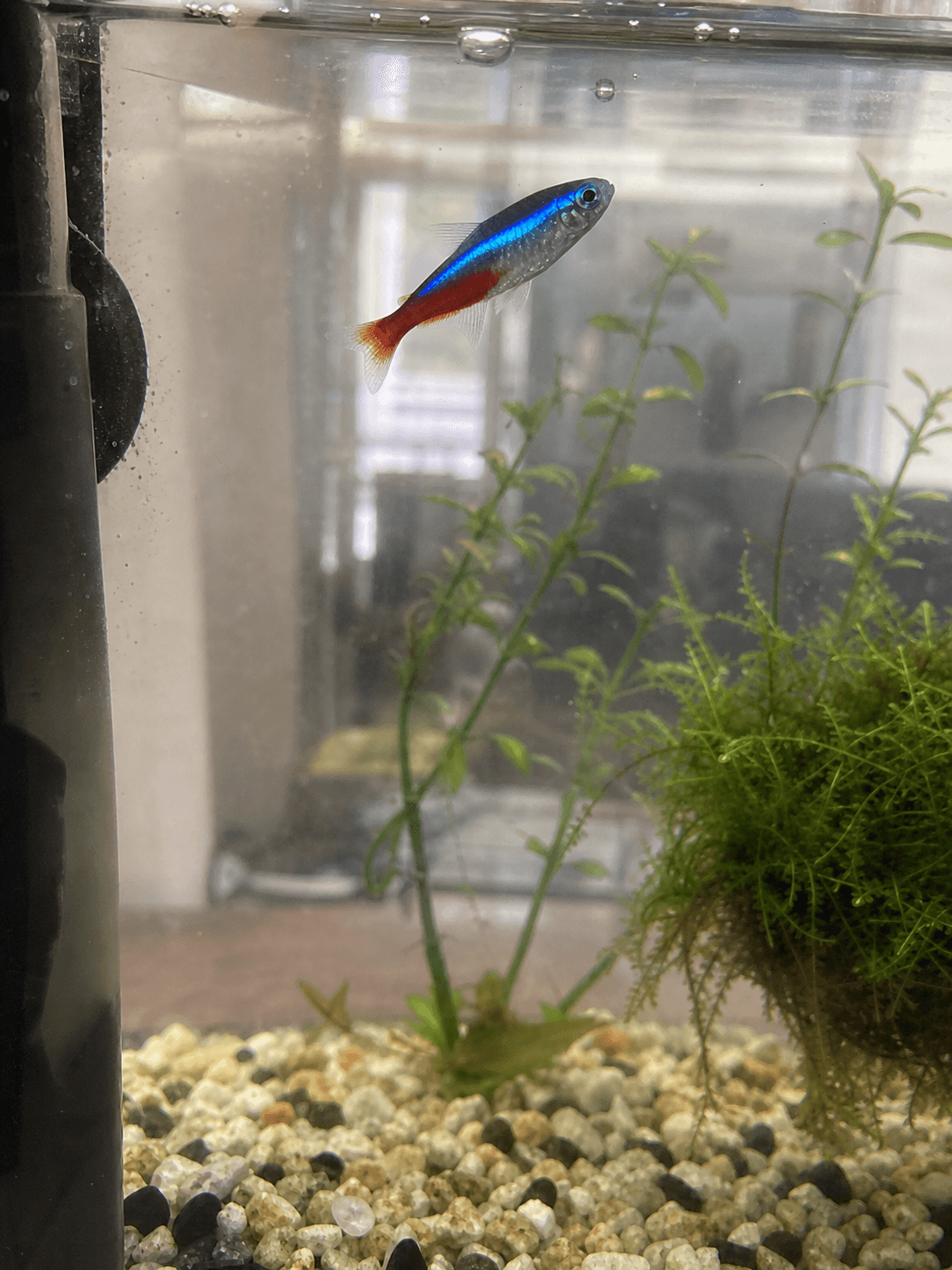 neon always rising to the occasion, literally 🐠✨