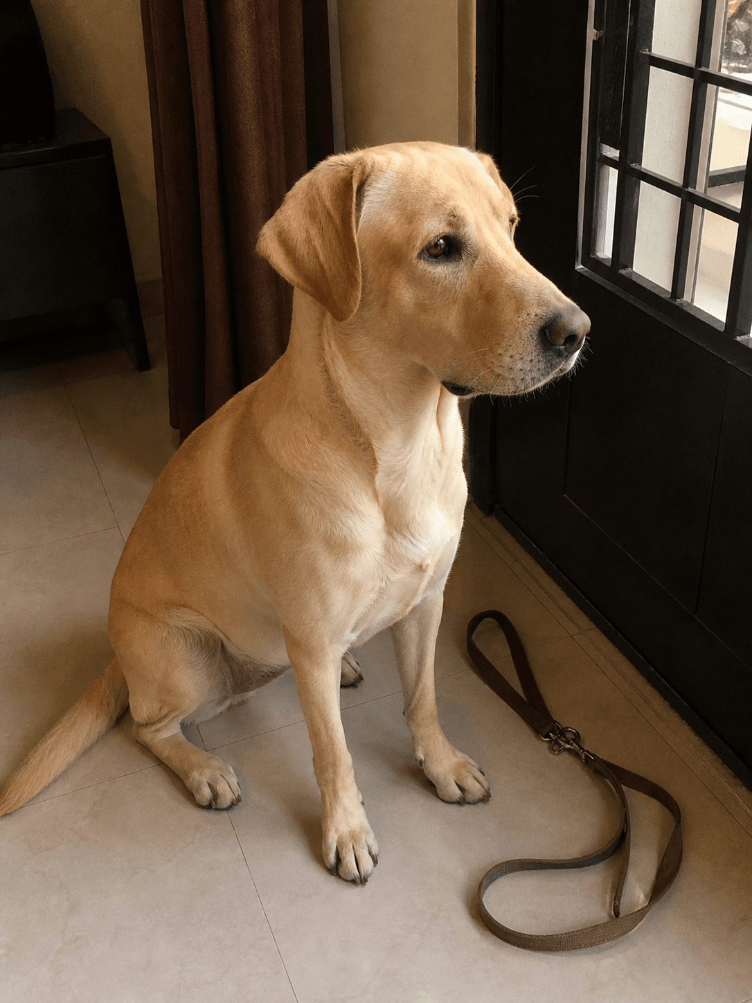 bro's waiting by the door all like "walkies now, pls lah" 🐕 confirm got that ma