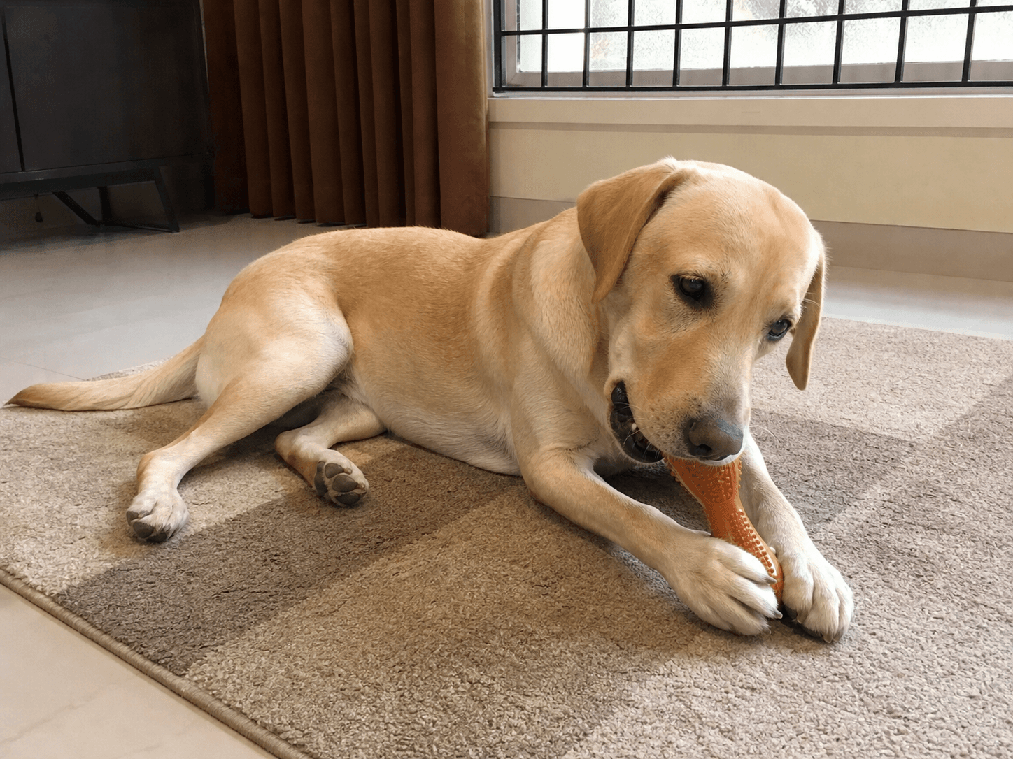 muruku really thought he was slick chewing his toy on the rug, my turn to get th