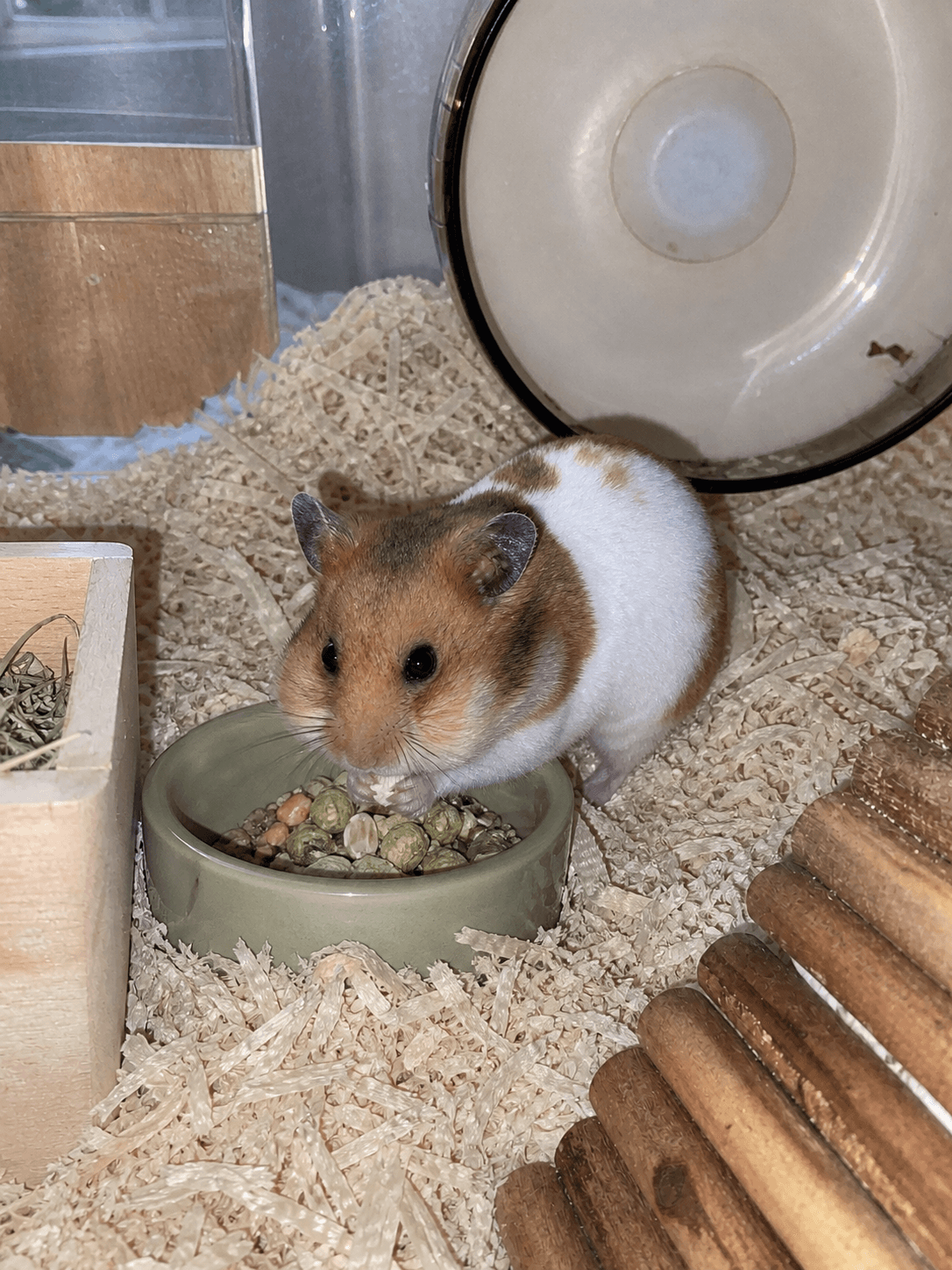 anjir si taro ngegembungin pipi mulu di mangkok makan 😭😭 gemes bgt dah gakuat