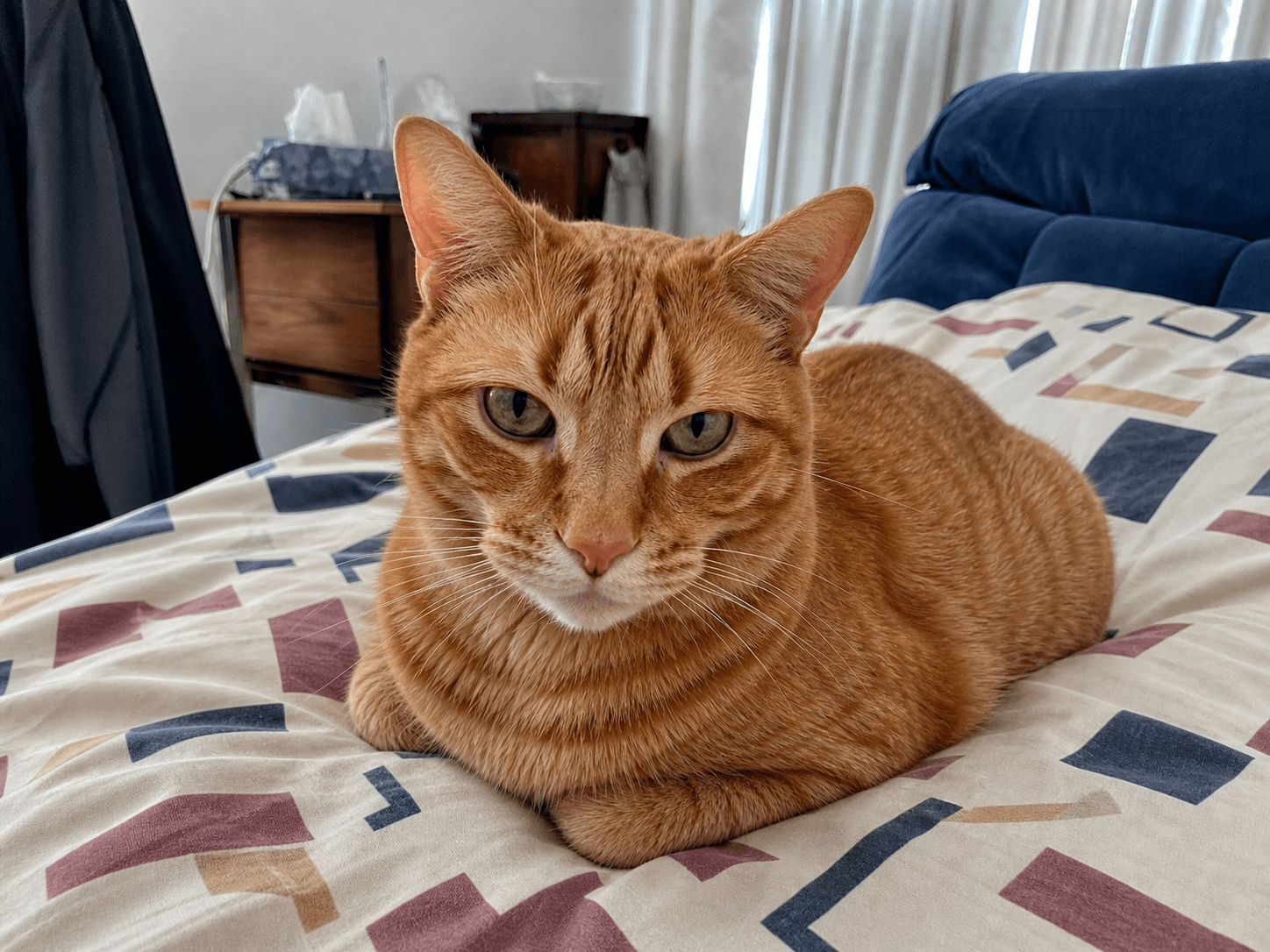 anjir tempe gemes banget sih loafing di kasur 😭😭 gak nahan lucu banget pengen 