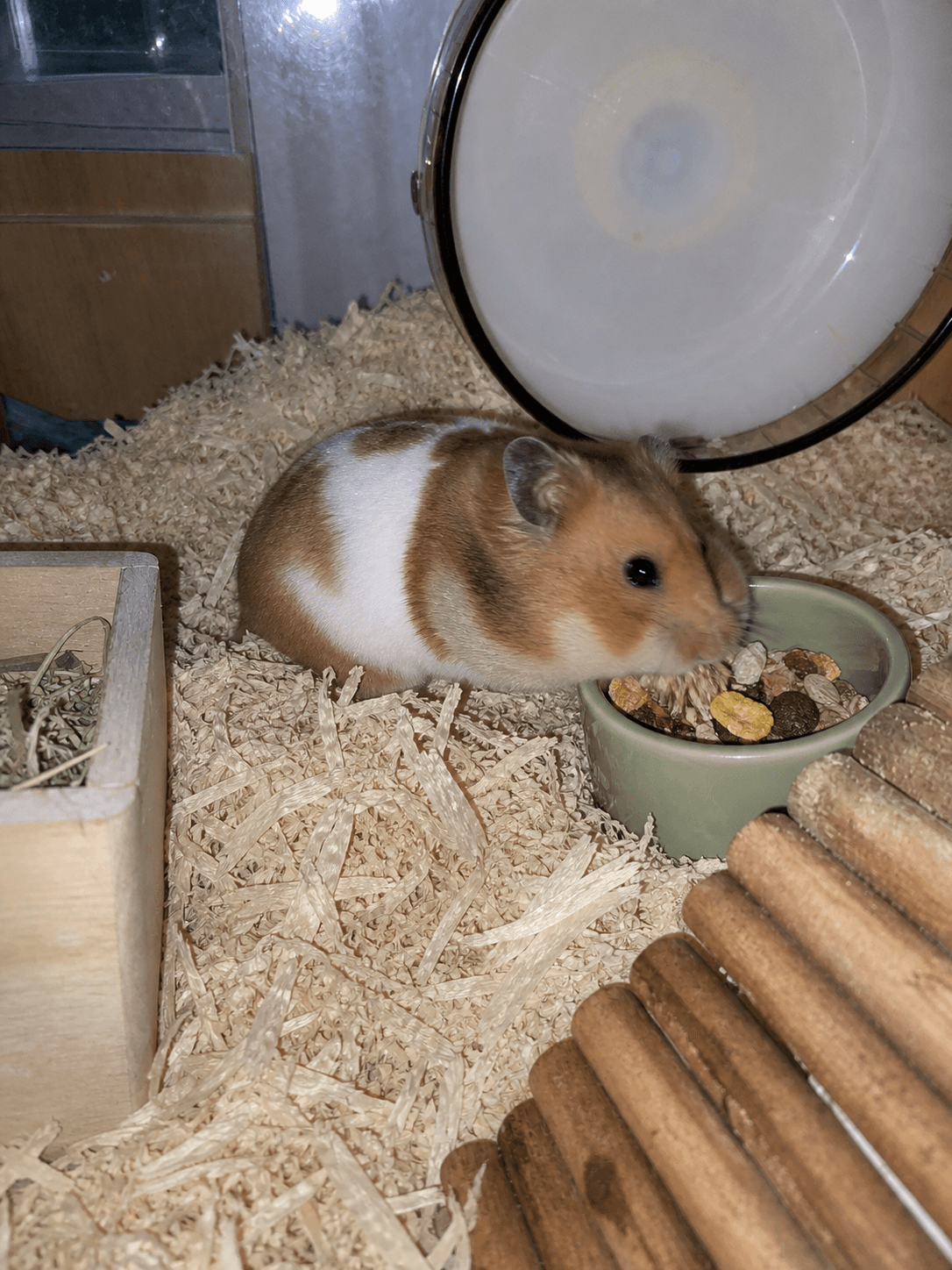anjir gemes banget taro lagi makan sampe pipinya penuh gitu 😩 gak nahan lucu bg