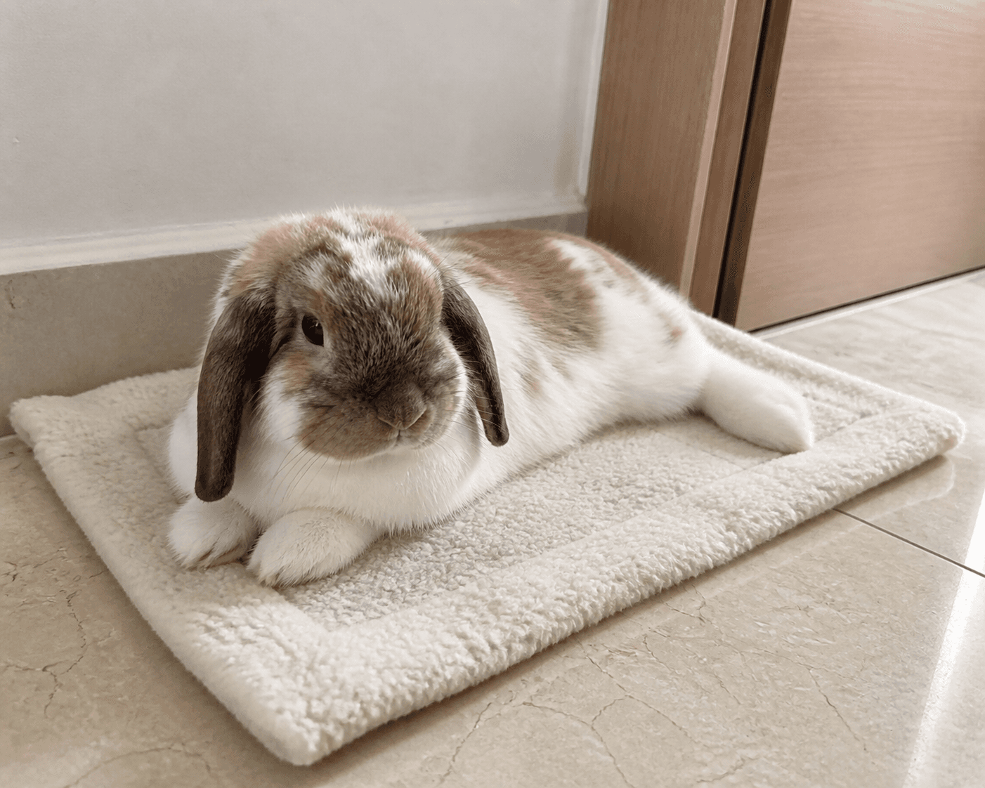 Anjir Klepon!! Gemes banget sih kamu mager-mageran di sini. Gak nahan lucu nyaaa