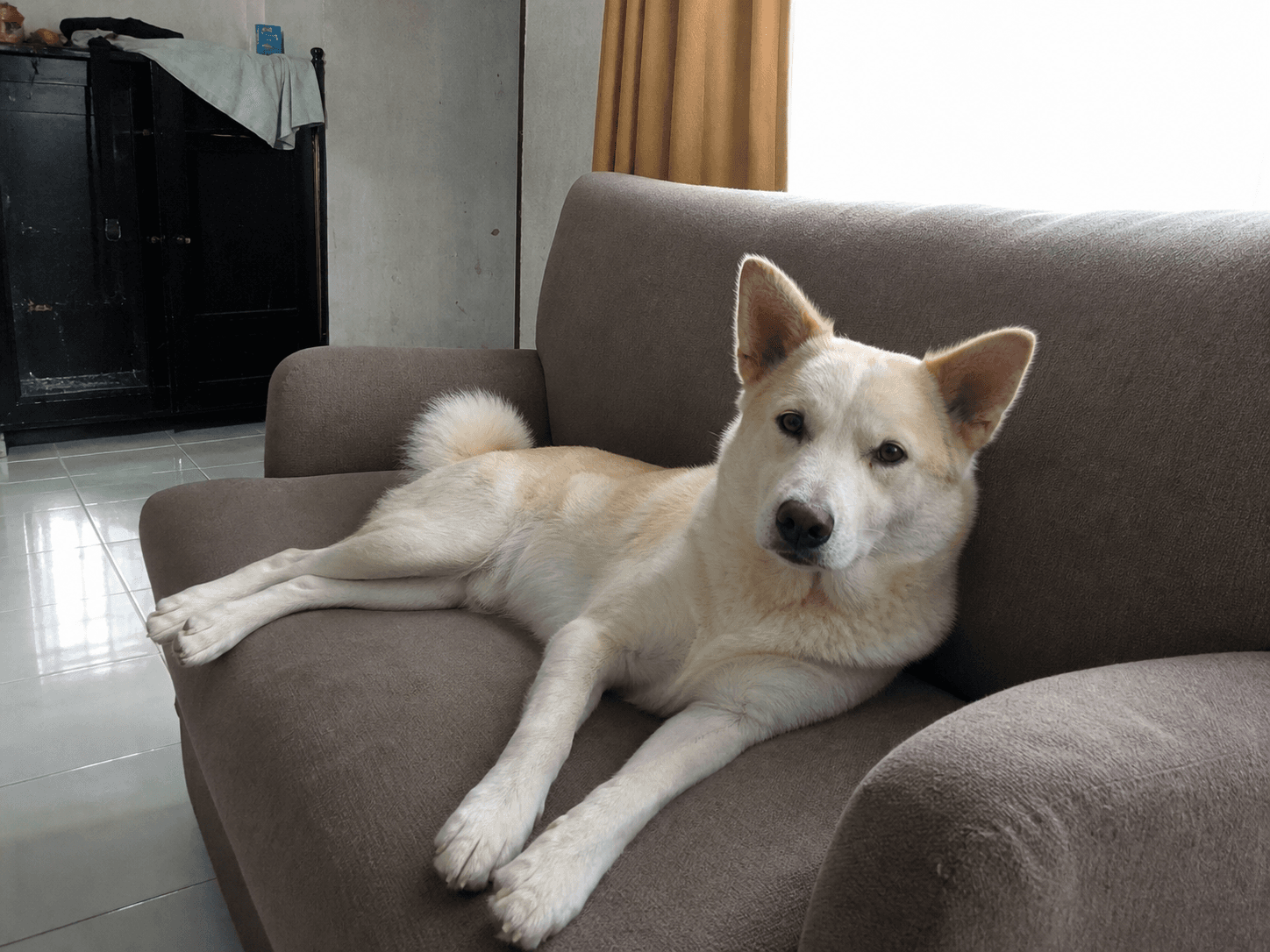 anjir rendang rebahan mulu di sofa, gemes bangettt tapi mager nya gak nahan 😭🤏