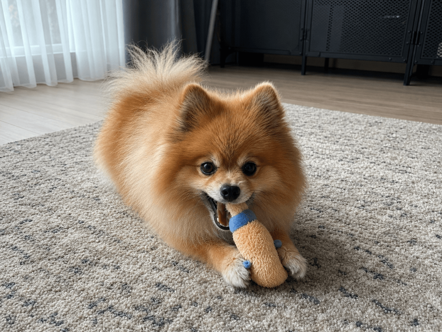 peanut really out here chewing up her toys like it's her full-time job sia 🤪