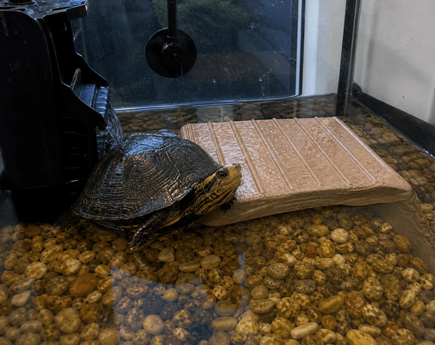 tempo chilling by the filter like it's a spa lah 🧖‍♀️🐢