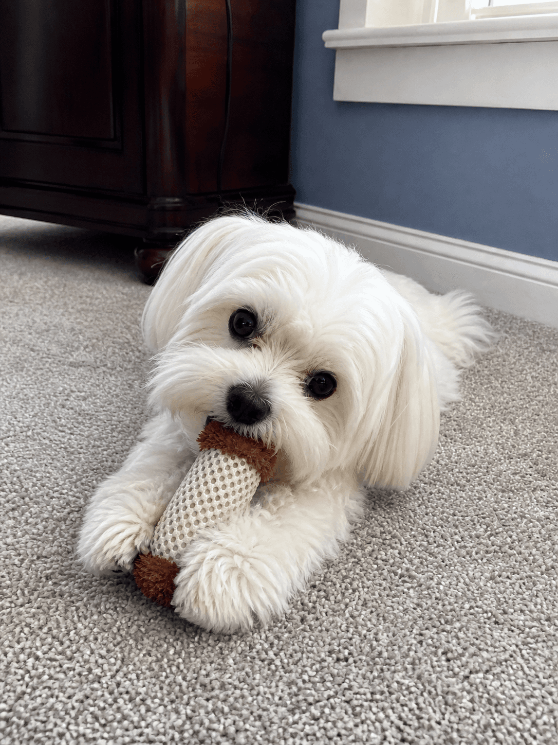 waffle's got that chew toy in a death grip sia. confirm her new fav lah 😤