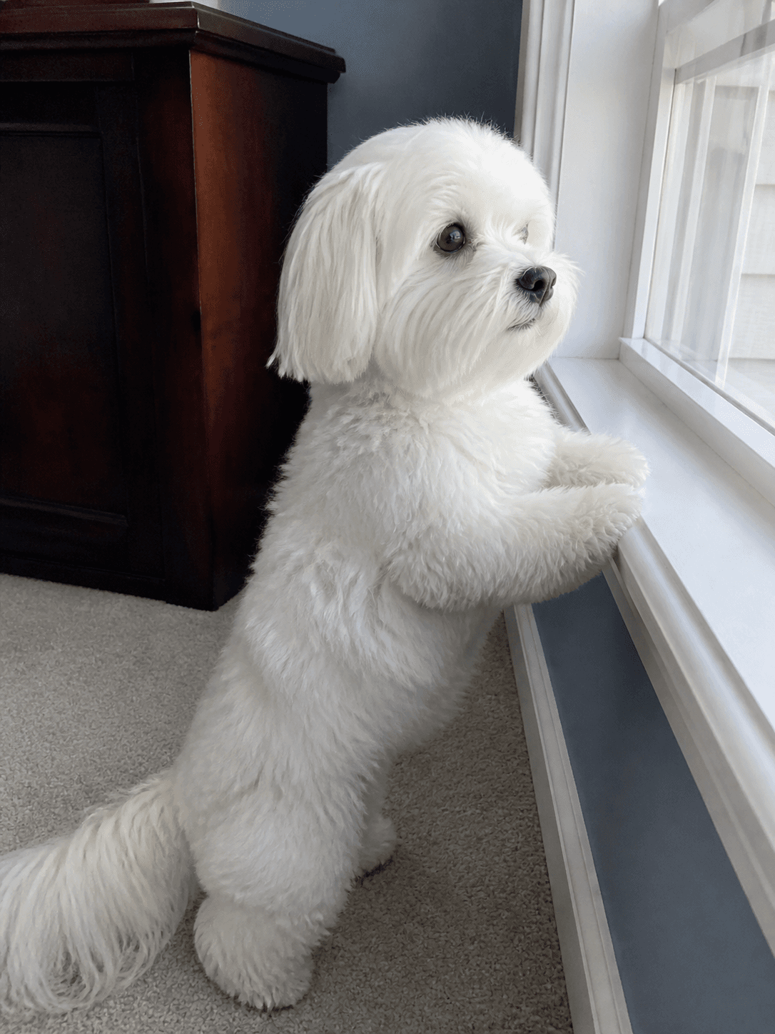 waffle on ✨ window watch ✨ duty, confirm got treats later lah. this lighting hit