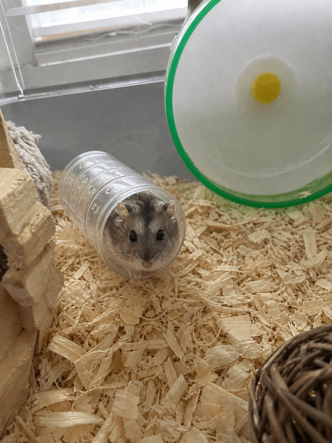 bean always peepin' like "sup lah" from his tube house 🐹