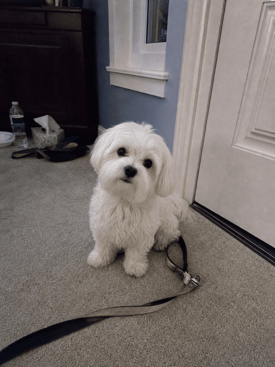 waffle giving me the puppy eyes by the door, confirm wanna go out lah 👀