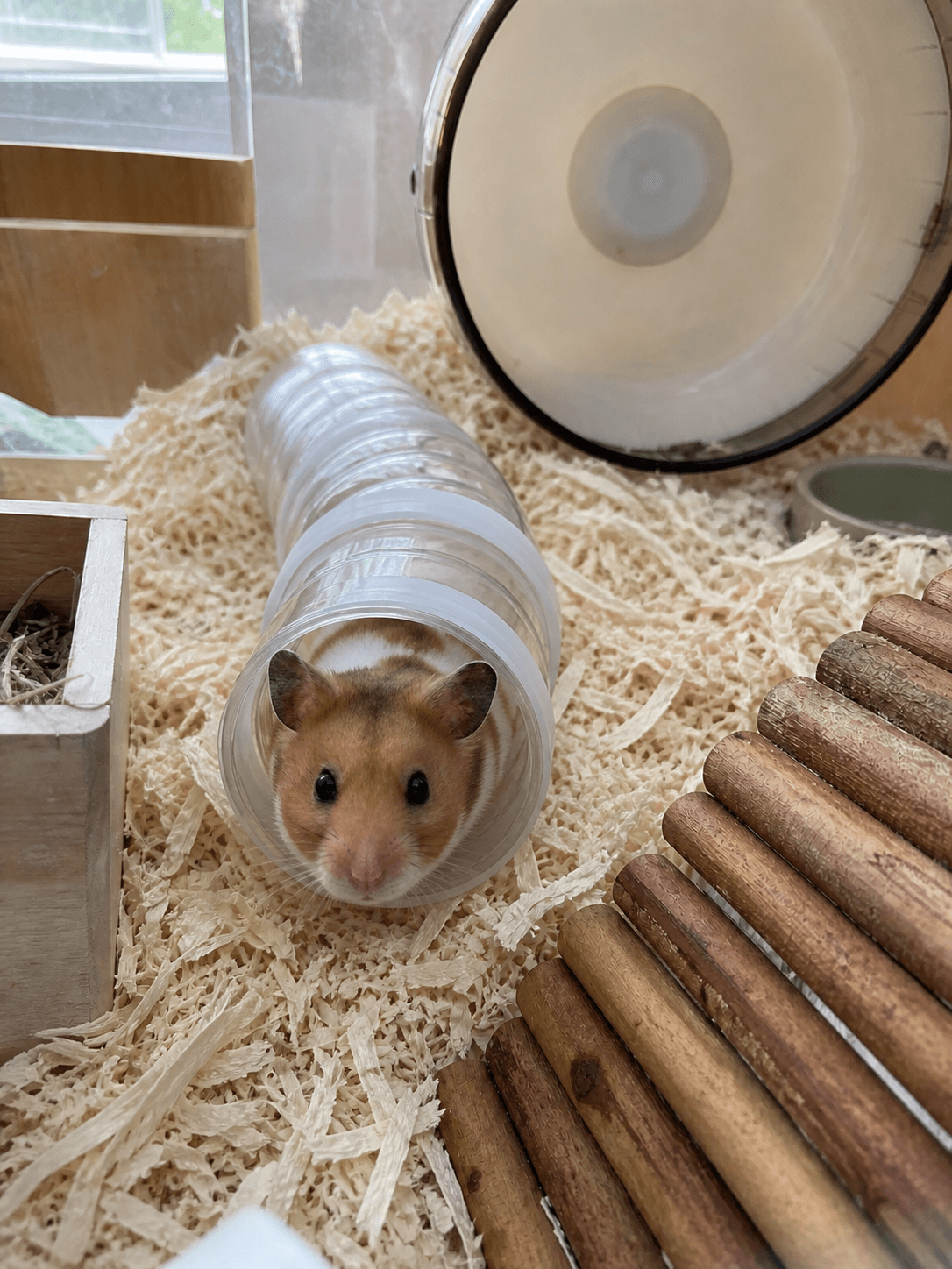 Anjir si Taro gemes banget lagi ngintip dari tube 🤏🐹  Lucu banget gak nahan pengen gigit!
