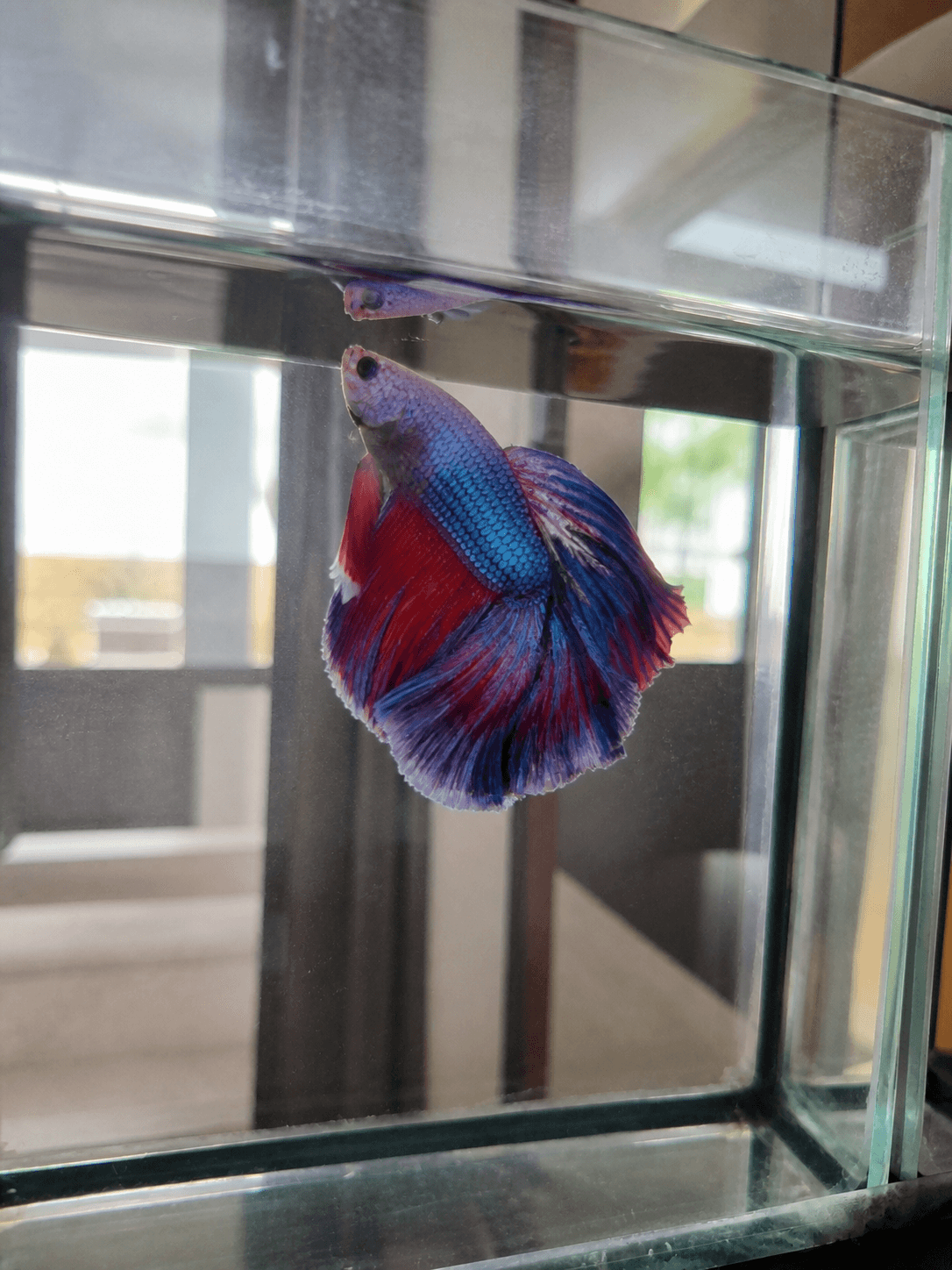 anjir si langit pose bgt mau nge-vibe gt. gemes bgt sih lu ikan 🥺