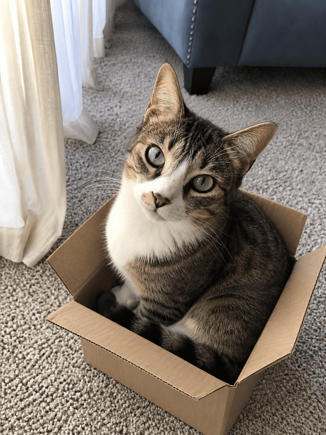 mochi really said 'if i fits, i sits' lah 😂 like pls how u even comfy sia