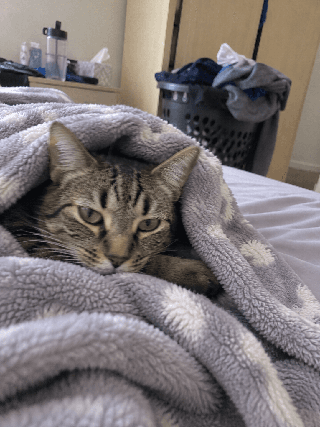 anjir gemes banget sambal lump under the blanket 😩💖 lucu bangeeeet ga nahan