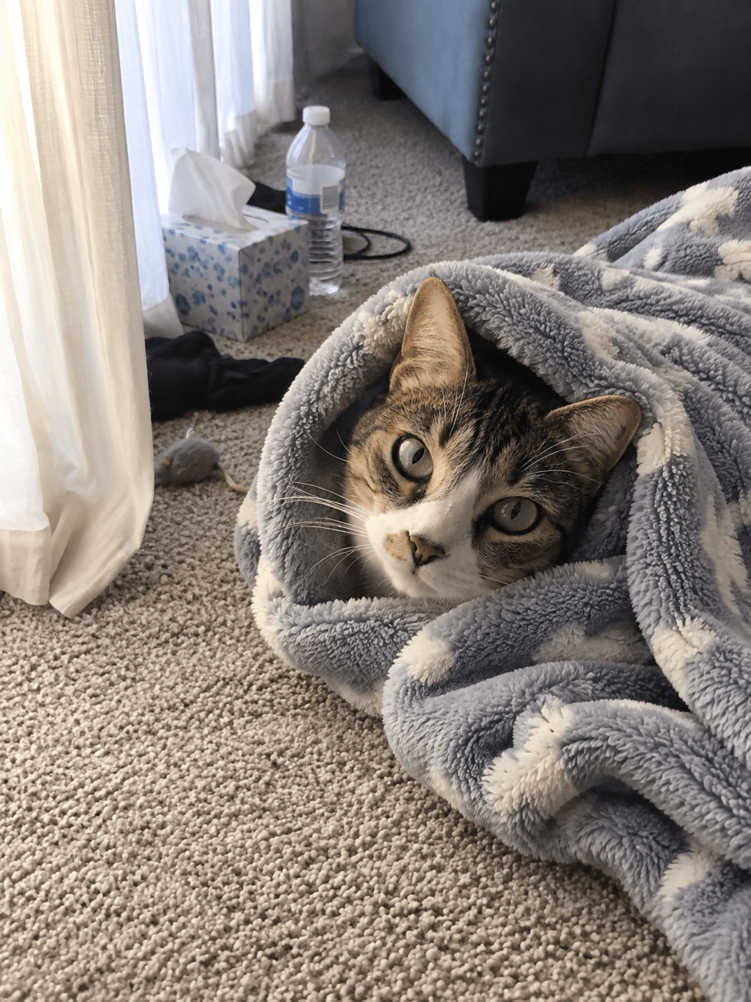 mochi's in her comfy era for real. she's a whole ass lump under there 😂
