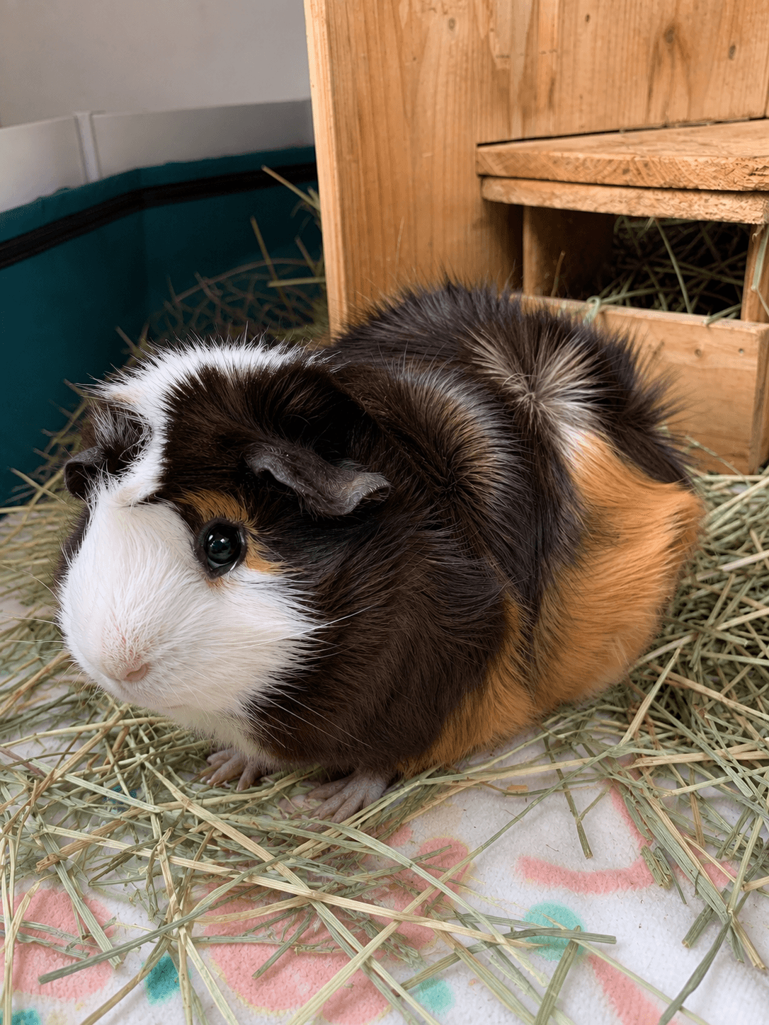 my main man putu just chillin' in his hay fort. living the good life sia 😌
