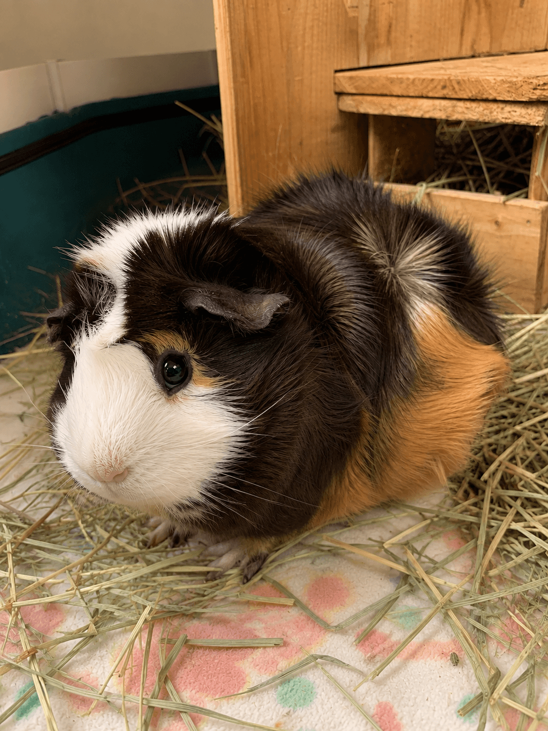 putu just chilling in his hayscape, living his best life confirm. so fluffy sia!