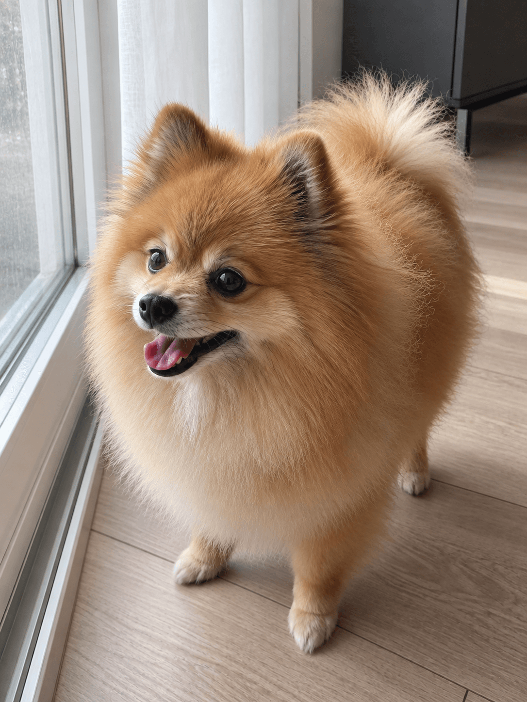 peanut on guard duty, confirming if any new drama happening outside the window �
