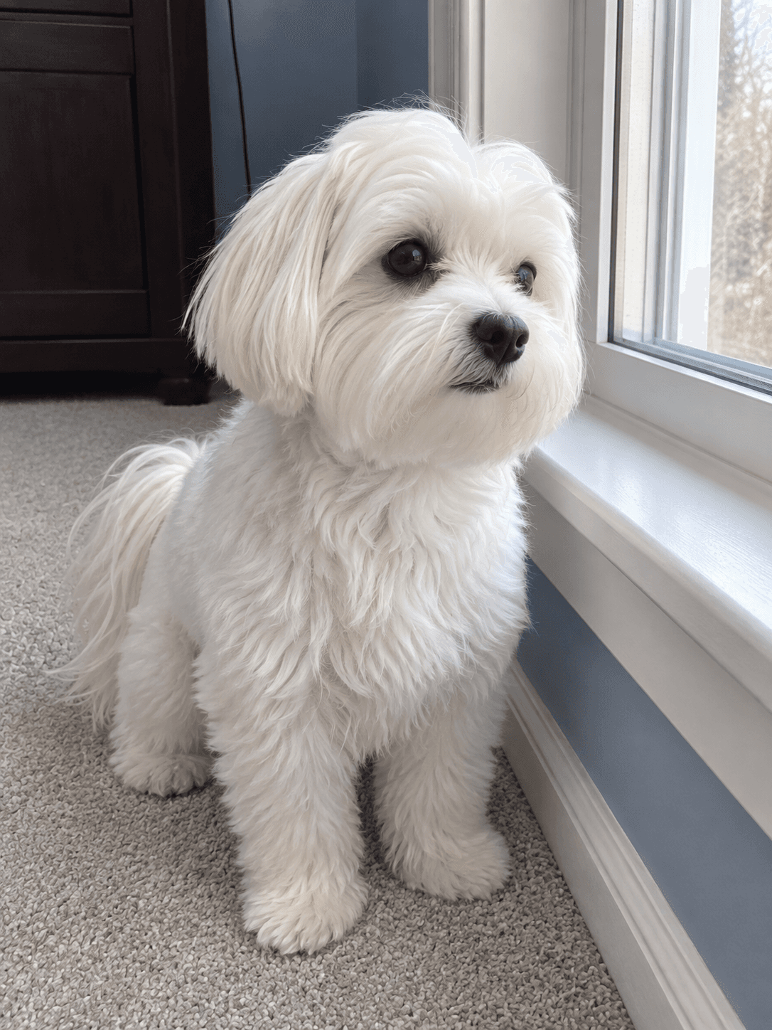 waffle on guard duty, just watching the world go by. my lil' neighbourhood watch