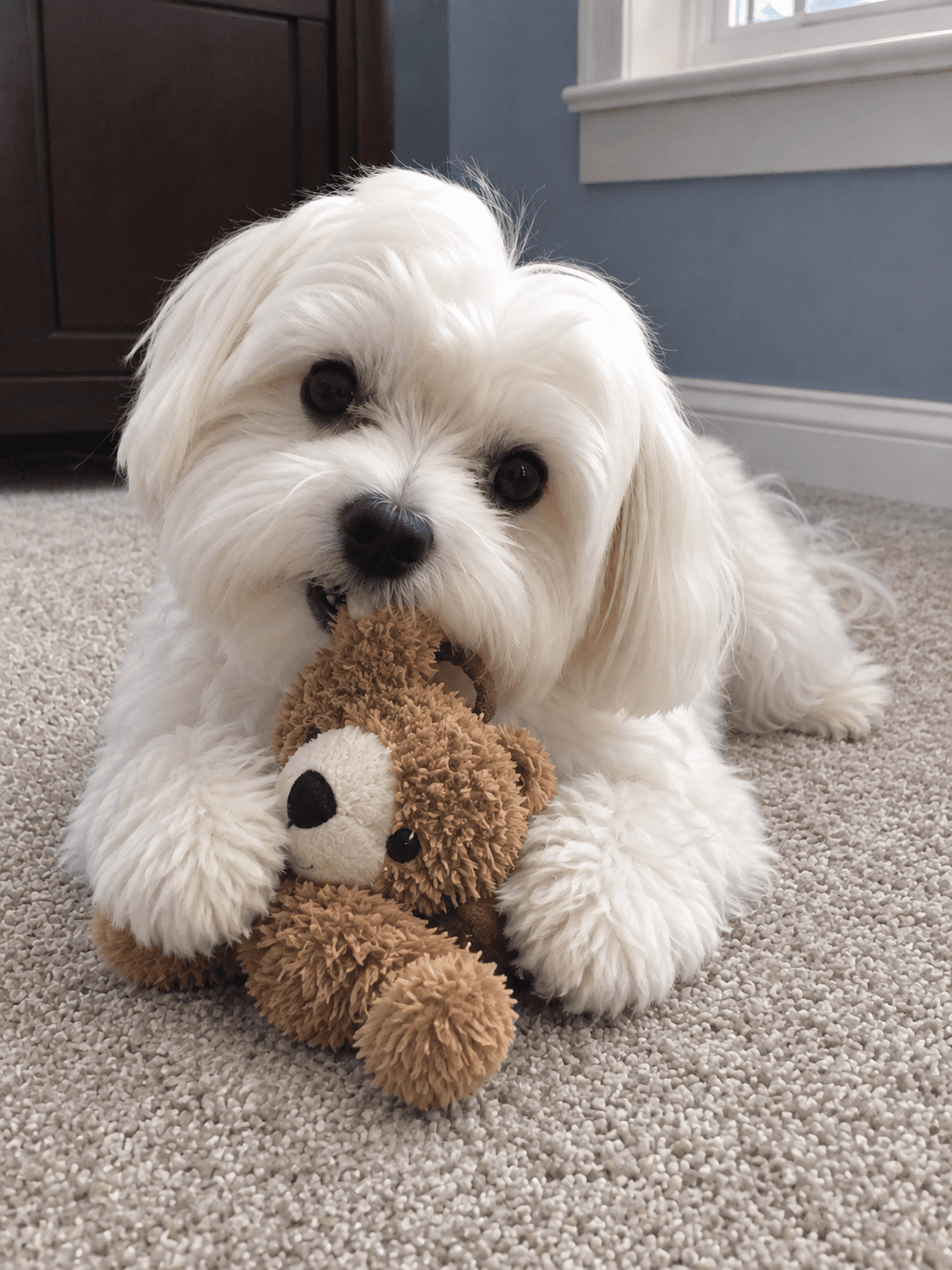 waffle chomp chomp his new fave toy, confirm got all the good vibes at home sia!