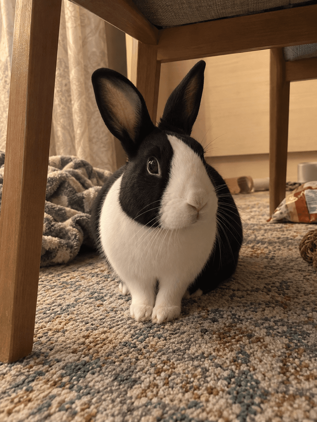 Tauhu really said 'imma just chill here all day sia' under the chair 🛋️🐇