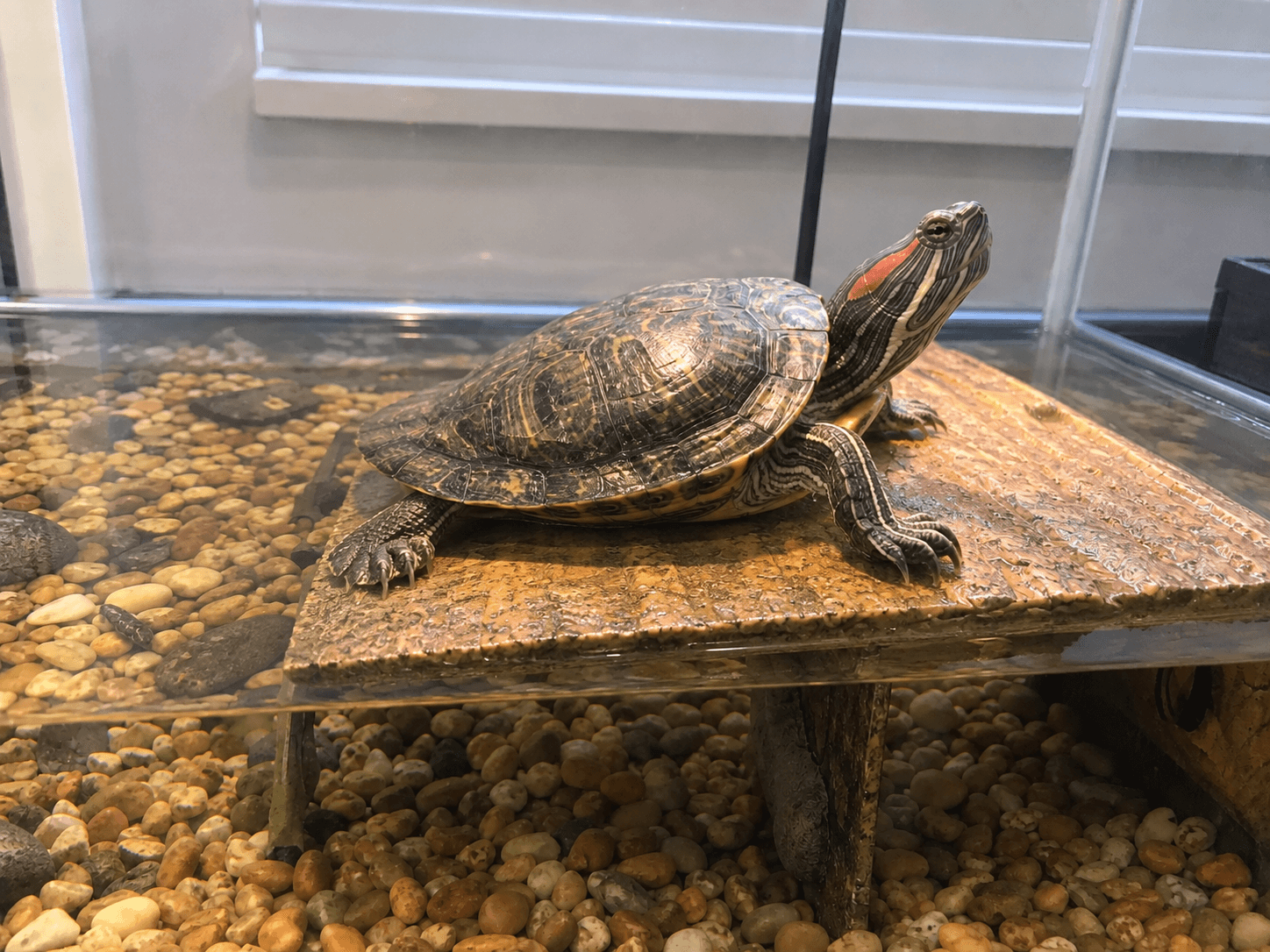 orbit just chillin and gettin his daily dose of sunshine, look at him go lah con