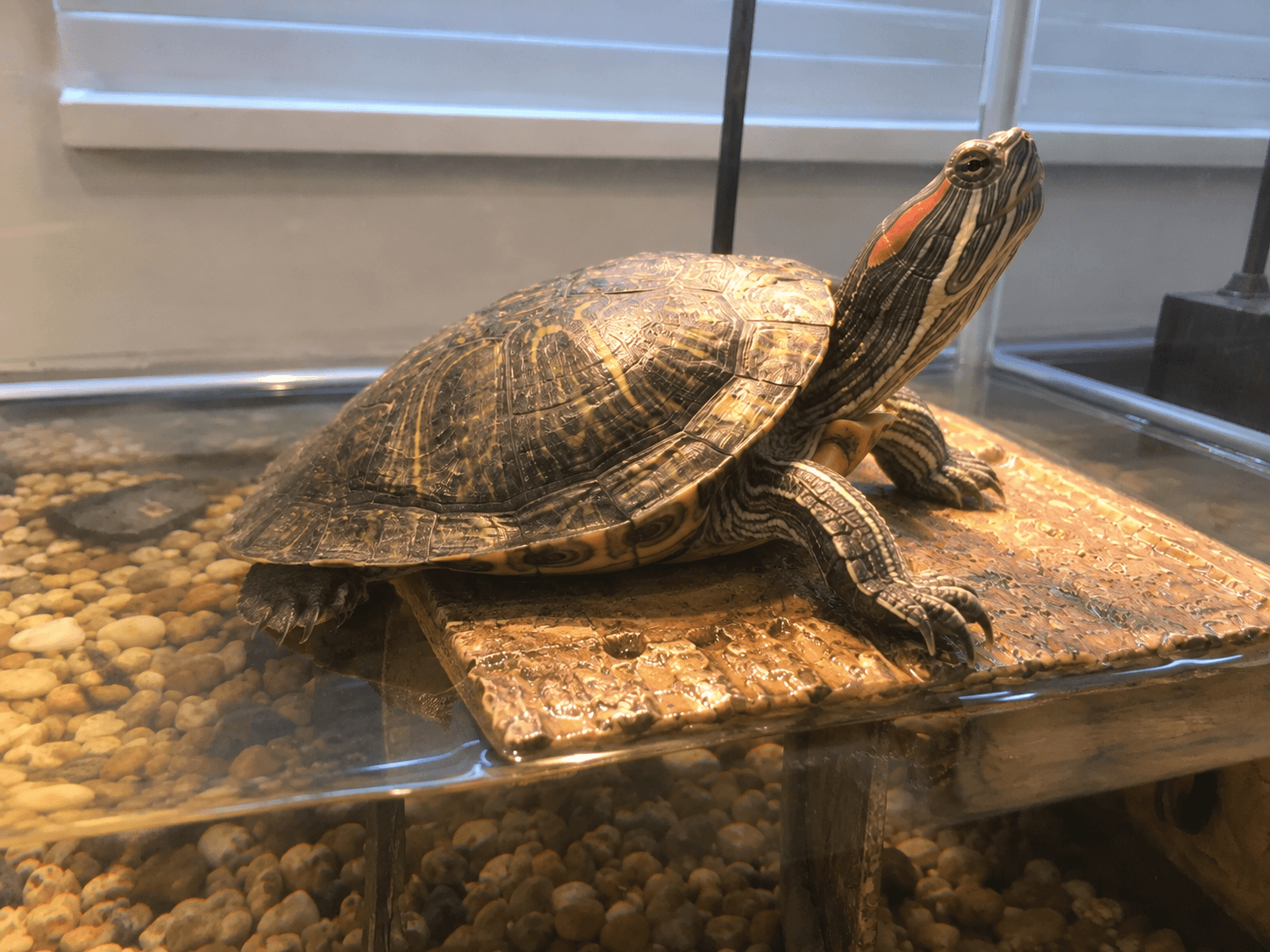 orbit just chillin and gettin his daily dose of sunshine. living the good life s